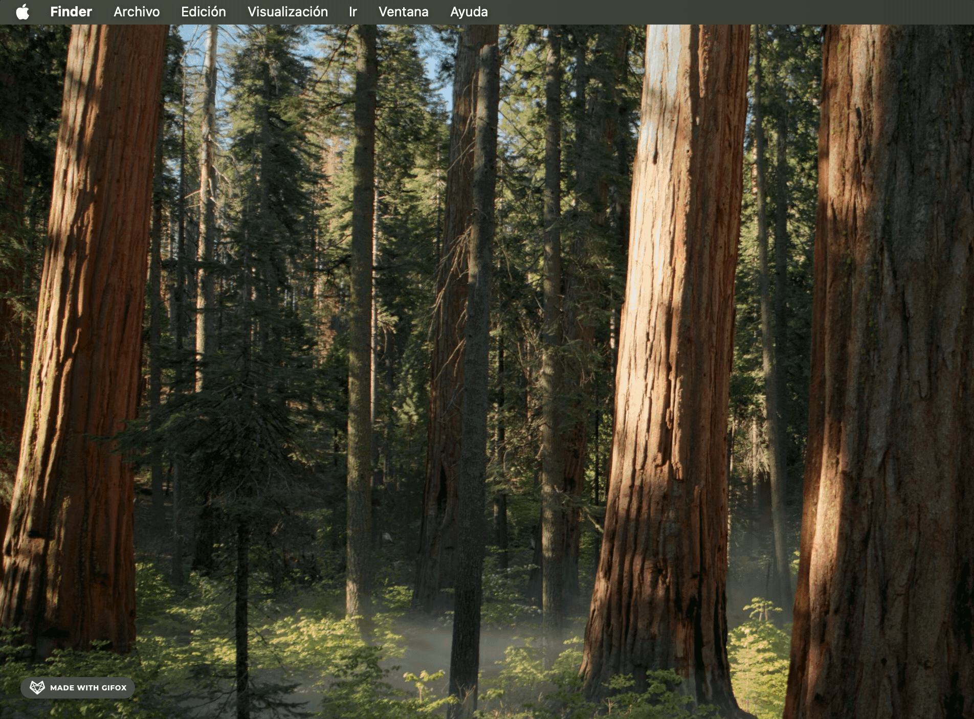 2024-10-14 12.36.11.gif